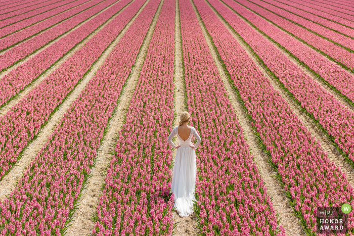 Retrato de casamento na Holanda de uma noiva em um campo de flores cor de rosa em um dia ensolarado