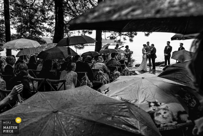 Lake Tahoe wedding photographer captured this black and white image of umbrella sheltered wedding guests as the bride and groom get married in the downpour