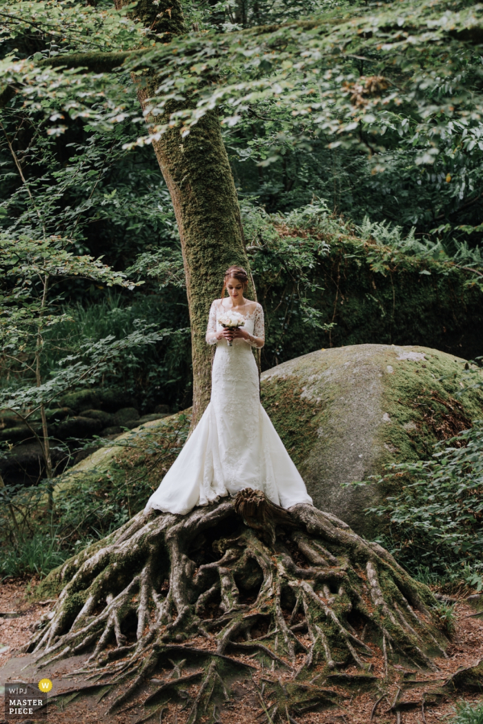 Portret van de bruid die tegen een boom staat met uitgestrekte wortels onder haar door een Bretonse huwelijksfotograaf.