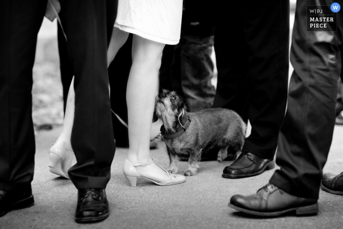 Trouwfoto Nedersaksen van een hond met de gasten en groomsmen