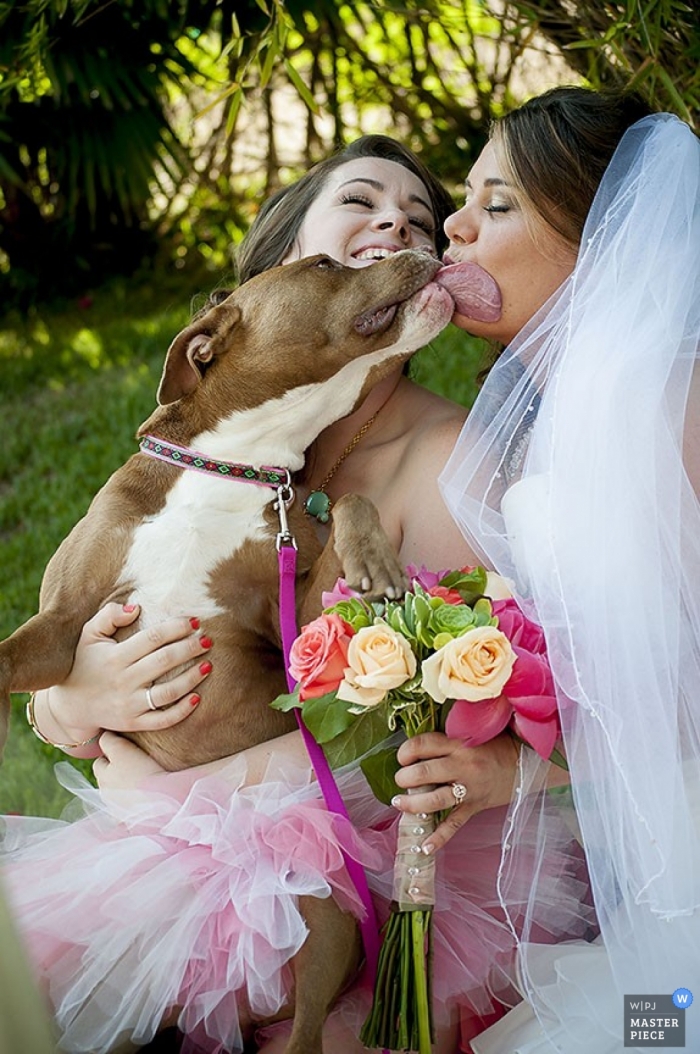 Photo by: <a href="https://www.wpja.com/contests/2013-q2-contest/animals/1163041">Ce (Carolynn) Helton - United States</a> San Diego Wedding Photographer | Image contains: dog, bride, veil, flowers, color, outdoors