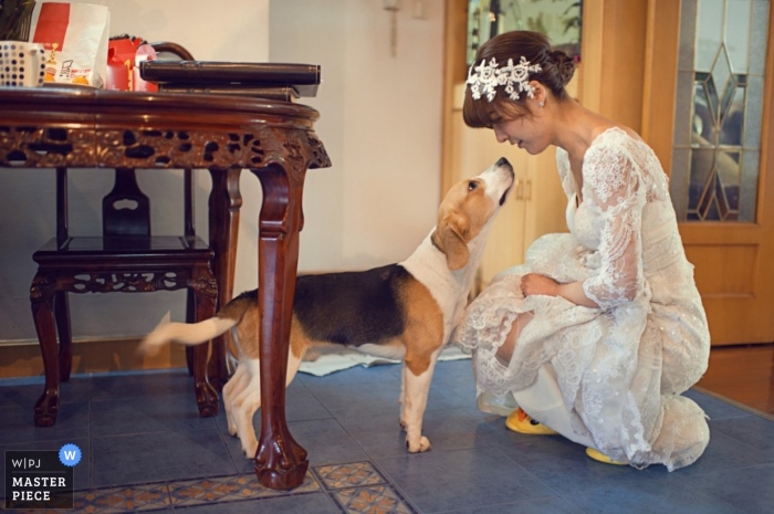 Photo by: <a href="https://www.wpja.com/contests/2013-q2-contest/animals/1166451">Feng Zhe - China</a> Shanghai Wedding Photographer | Image contains: bride, dog, getting ready, home, pre-ceremony