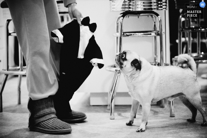 Fotografía de la boda de Brooklyn | La imagen contiene: perro, traje, preparándose, negro, blanco