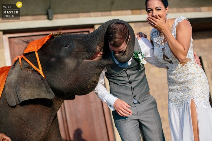 Photo by: <a href="https://www.wpja.com/contests/2013-q2-contest/animals/1181996">Wasin Wisaratanon - Thailand</a> Phuket Documentary Wedding Photographer | Image contains: elephant, bride, groom, trunk, color, outdoors