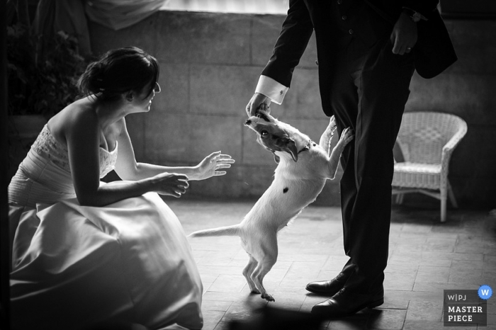 Photo by: <a href="https://www.wpja.com/contests/2013-q2-contest/animals/1193616">Andrea Corsi - Italy</a> Arezzo Documentary Wedding Photographer | Image contains: bride, groom, black, white, dog, chair