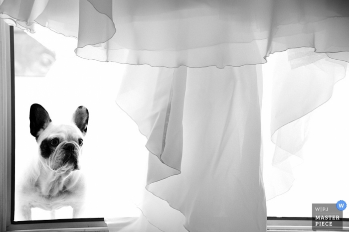 Photo by: <a href="https://www.wpja.com/contests/2013-q2-contest/animals/1194671">Yann Richard - France</a> Cotes-d'Armor Wedding Photographer | Image contains: dog, dress, window, black, white, getting ready