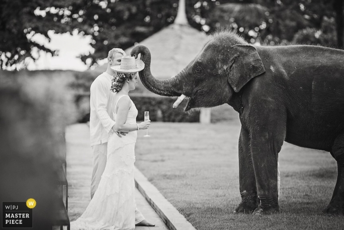 Photo by: <a href="https://www.wpja.com/contests/2013-q2-contest/animals/1197996">Wasan Chirdchom - Thailand</a> Thailand Wedding Photographer | Image contains: elephant, black, white, bride, groom, outdoors, hat