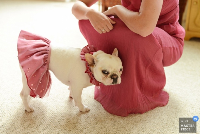 Outer Banks Wedding Photography | Image contains: getting ready, dog, color, bridesmaid, carpet