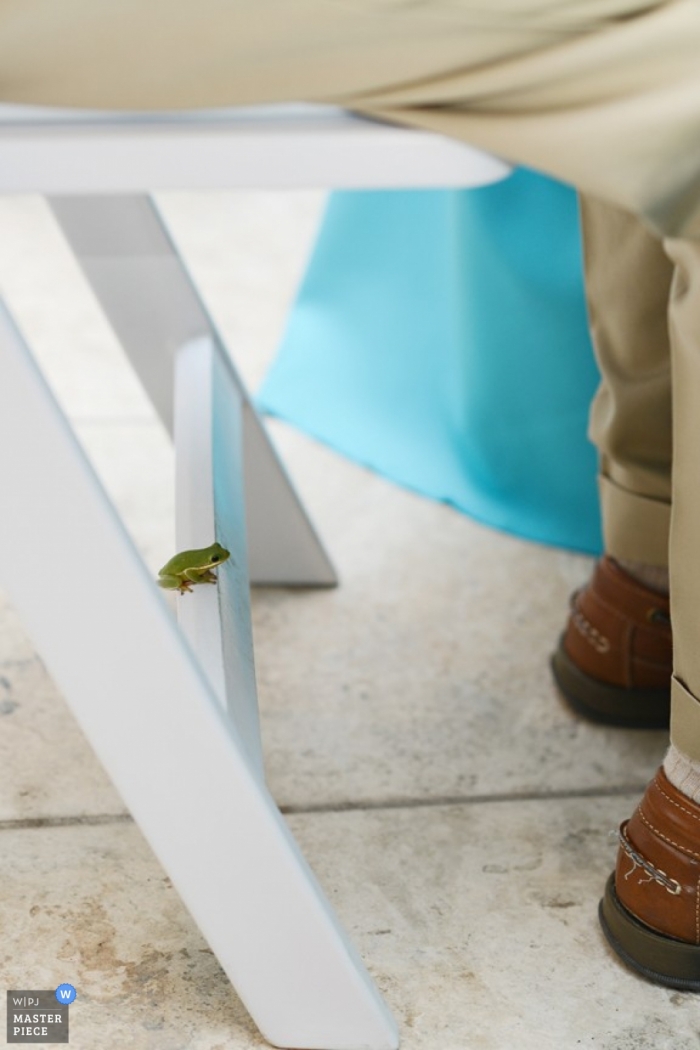 Photo by: <a href="https://www.wpja.com/contests/2013-q2-contest/animals/1202801">Neil Thurston - United States</a> Documentary Wedding Photograph in Outer Banks | Image contains: ceremony, detail, frog, chair, wedding guest, color