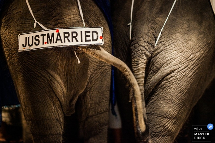 O fotógrafo de casamento em Phuket criou esta imagem de um elefante com uma placa de "recém-casado"