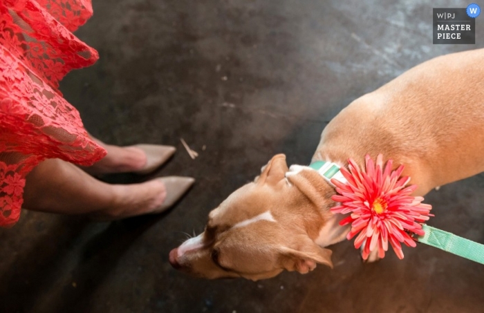 De trouwfotograaf van Santa Barbara heeft deze foto gemaakt van een hond gekleed voor de gelegenheid met een bloem in haar kraag