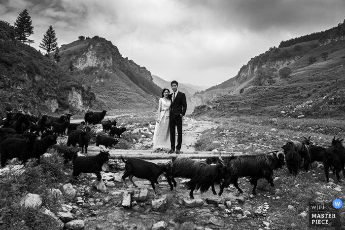 Photo by: <a href="https://www.wpja.com/contests/2015-q3-photography-contest/wildcard-portrait/1689966">Bai Gang - China</a> Shanxi bride and groom pose with some goats outside - China wedding photography