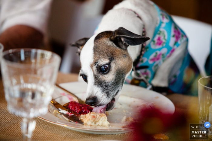 Cane del Colorado che ruba cibo alla reception - fotografia di matrimonio canino