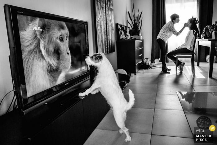 Foto di: <a href="https://www.wpja.com/contests/2015-q4-photography-contest/bride-getting-ready/1705961"> William Lambelet - Francia </a> Il cane di Montpellier guarda la tv mentre la sposa si fa il trucco prima del matrimonio | Fotografia del matrimonio di Herault