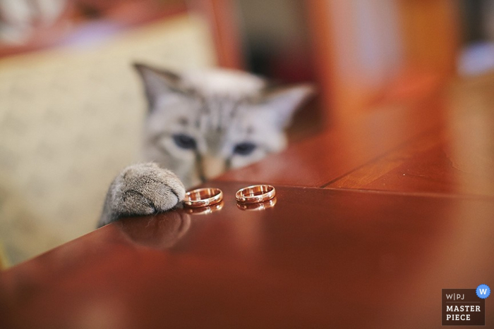 Photo by: <a href="https://www.wpja.com/contests/2015-q4-photography-contest/ring-details/1705881">Andrey Guriew - Russia</a> Saint Petersburg cat tries to grab the wedding rings | Russia wedding photo