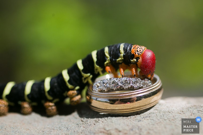 San Francisco wedding photography detail of caterpillar climbing over wedding rings San Francisco wedding photography detail of caterpillar climbing over wedding rings