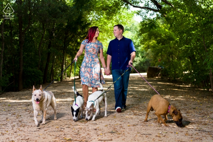 Central Texas engaged couple walking 4 dogs on leashes in the park during their portrait session