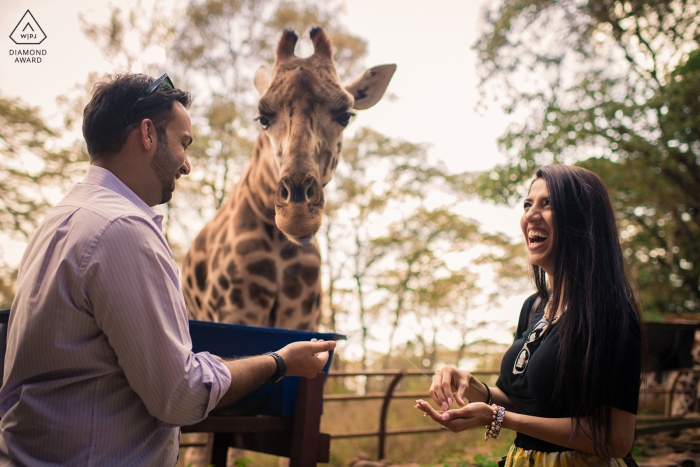 Maharashtra engagement portrait session with a giraffe and a couple laughing Maharashtra engagement portrait session with a giraffe and a couple laughing