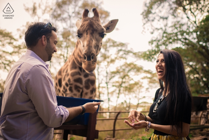 Maharashtra engagement portrait session with a giraffe and a couple laughing