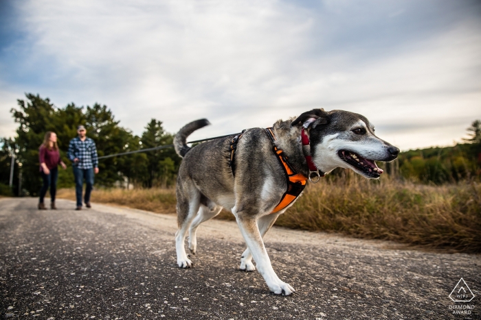 New Hampshire Verlobungsfoto vor der Hochzeit des Paares, das mit einem Hund auf einem Pfad spazieren geht