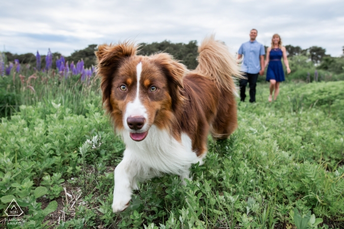 Promenade tranquille d'un couple du Massachusetts avec leur chien ouvrant la voie à travers un champ herbeux