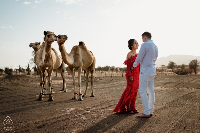 Portraits de pré-mariage à Maleiha Desert, Dubaï - Photobomb by Camels