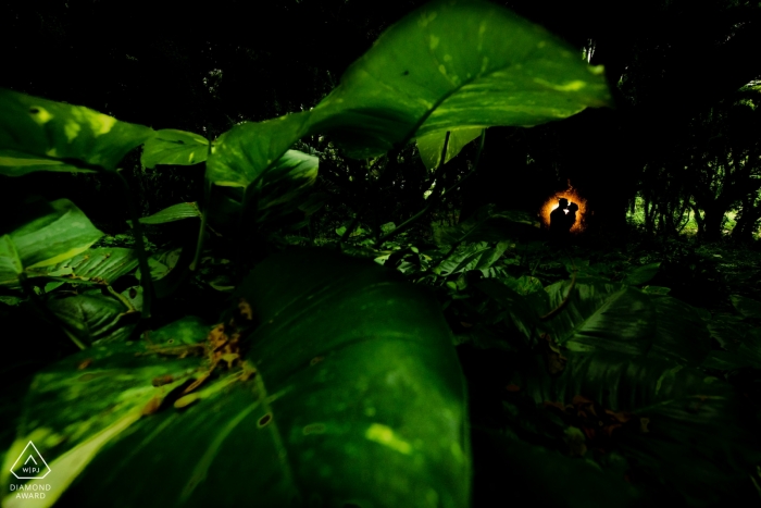 Photos de fiançailles dans la jungle à Kapalua, Maui, Hawaii. Couple est silhouetté contre un arbre avec le feuillage au premier plan