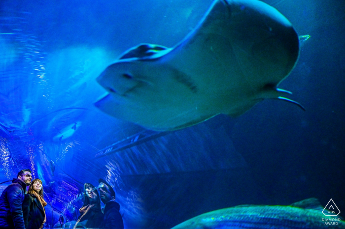 A couple stands together at the San Francisco Aquarium as they watch a large stingray during their pre-wedding photo session by a Sao Paulo, Brazil photographer.