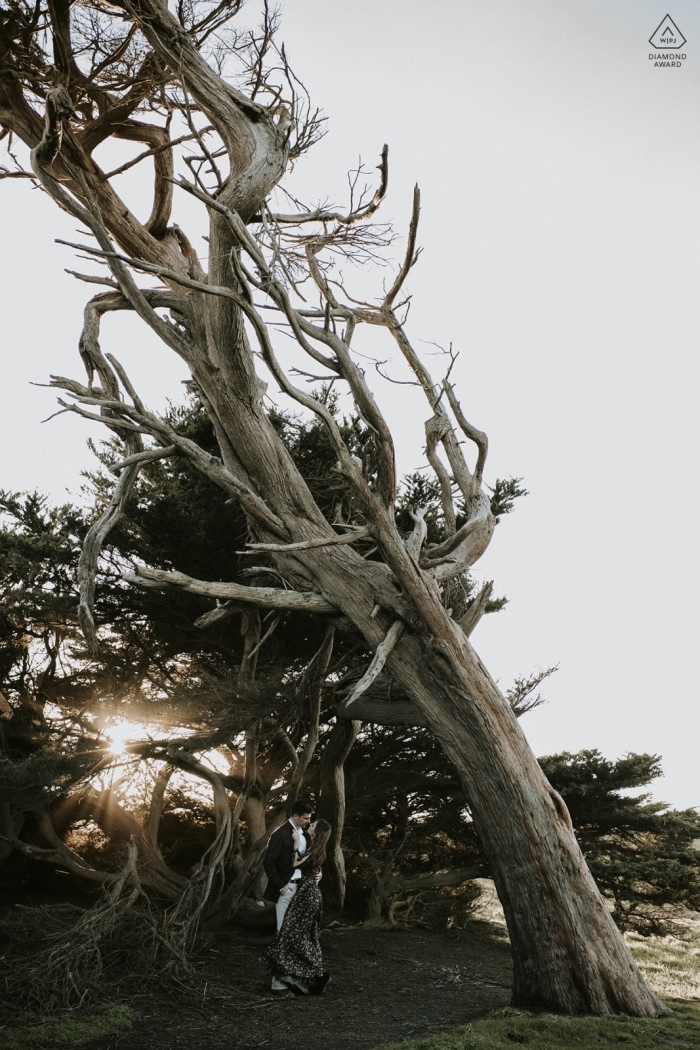 Bodega Bay, CA Foto-Session vor der Hochzeit mit einem Paar und einem hohen Baum.