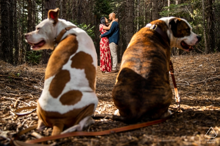 Engagement Photographer in a Forest in Alta, California - Pit Bull Pittys framing their mom and dad both looking in opposite directions Engagement Photographer in a Forest in Alta, California - Pit Bull Pittys framing their mom and dad both looking in opposite directions