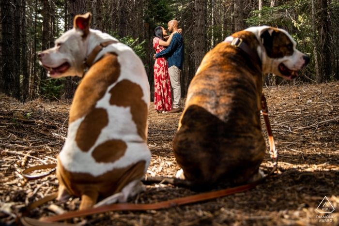 Fotógrafo de noivado em uma floresta em Alta, Califórnia - Pit Bull Pittys emoldurando sua mãe e seu pai, ambos olhando em direções opostas