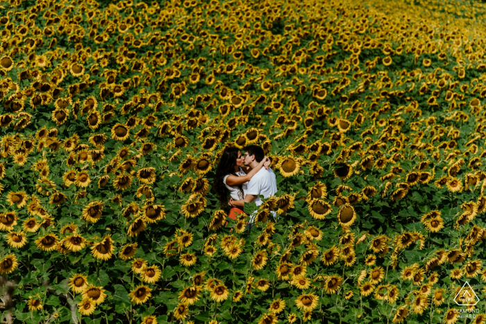 Marche - Italien vor der Hochzeit Fotosession in einem Feld voller Liebe und Sonnenblumen