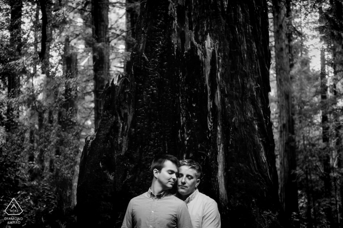 Henry Cowell Redwoods State Park tournage de fiançailles dans les séquoias