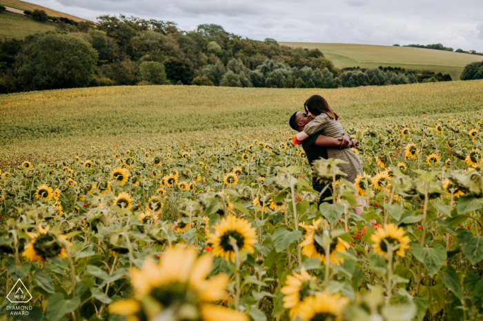 Champ de fleurs du soleil à l'extérieur de Hull, East Yorkshire tournage de fiançailles dans un champ de fleurs de soleil avec beaucoup d'amour et de plaisir