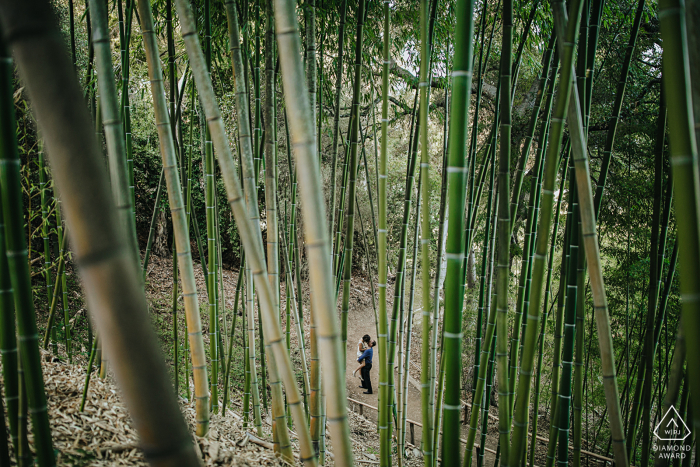 Sessão de fotos de noivado da CA no Hakone Garden, Saratoga, Califórnia - Imagem filmada através de bambus no jardim local de fãs