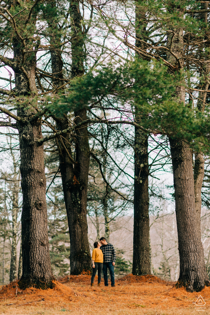 Stowe, VT retrato pré-casamento de um casal se beijando sob os pinheiros