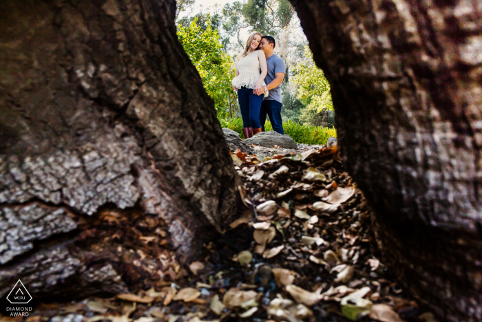 Sesión de fotos de pareja comprometida de Saratoga con algunos mirando a través de los troncos de los árboles gigantes