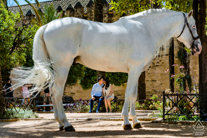 Córdoba, Spagna, coppia di e-shoot dietro un cavallo bianco