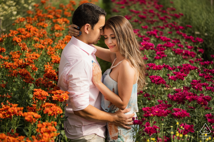 Sesión de fotos previa a la boda en Petrópolis, RJ con la pareja rodeada de campos de flores naranjas y rosas