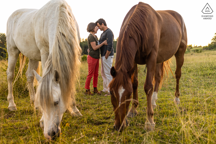 Fotografia di ritratti di stile di vita di Bordeaux per una coppia francese che è fidanzata e si bacia in un campo con i cavalli