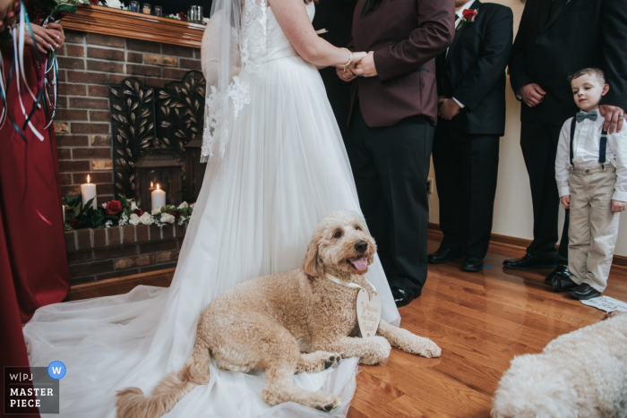 Zdjęcie: <a href="https://www.wpja.com/contests/2018-v06-photography-competition/best-wedding-photographers/2206066"> Dennis Crider - Loudonville Ohio </a> Zdjęcie psa siedzącego na sukni panny młodej podczas ceremonii