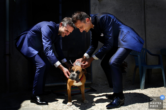 Photo by: <a href="https://www.wpja.com/contests/2018-v06-photography-competition/best-wedding-photographers/2213416">Danilo Coluccio - Siderno Reggio Calabria</a> The ceremony dog is prepared by two groomsmen in Calabria