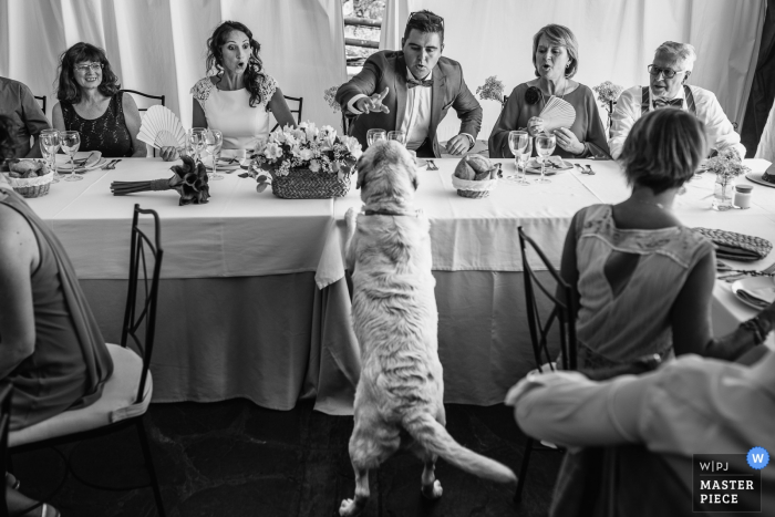 Dog gets on to the table in front of the bride and groom at the wedding reception in Guadalajara