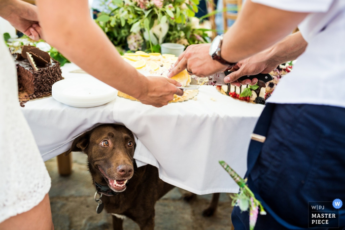 a dog underneath the table with food on it at the outdoor reception Prague dog underneath the table with food on it at the wedding reception