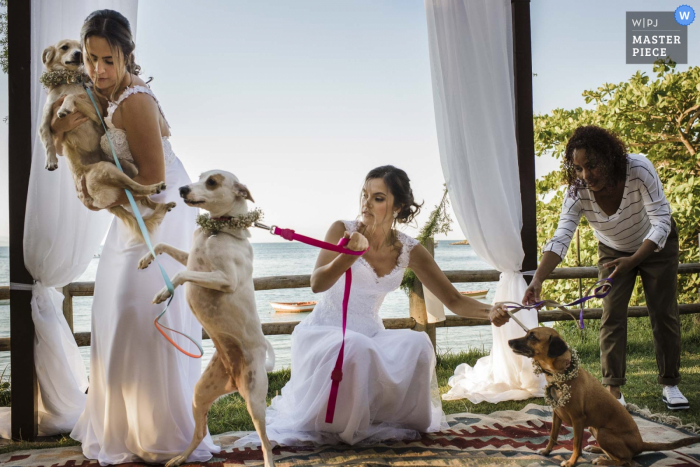 Búzios, Rio de Janeiro, Brasil Fotojornalista de casamento | três cães na cerimônia de casamento ao ar livre