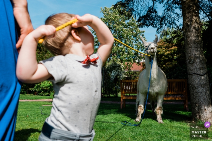Photo by: <a href="https://www.wpja.com/contests/2019-v04/best-wedding-photographers/2466661">Tobias Löhr - Niddatal Hessen</a> Photo at the Hofgut Dagobertshausen of a boy playing with a llama
