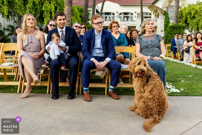 Photo by: <a href="https://www.wpja.com/contests/2019-v04/best-wedding-photographers/2471406">Shaun Baker - San Diego California</a> Park Hyatt Aviara Carlsbad, California wedding photograph of The bride and grooms dog watching them get married.