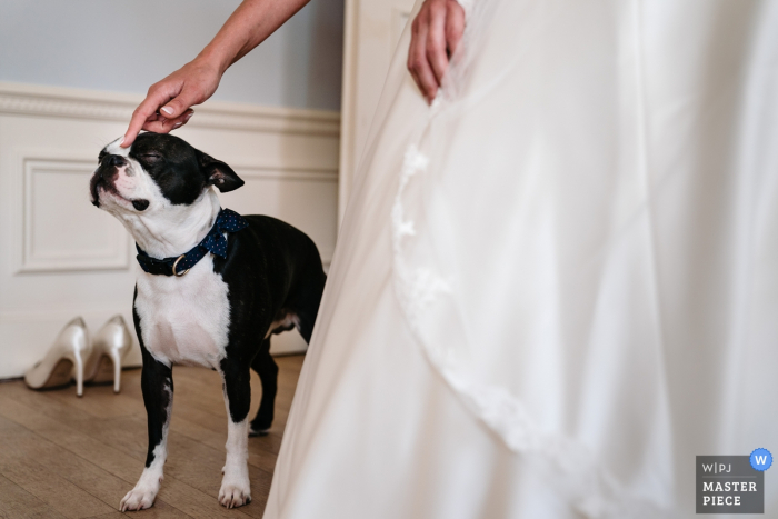 Photo by: <a href="https://www.wpja.com/contests/2019-v06/best-wedding-photographers/2493666">Yves Schepers - Bonheiden Antwerpen</a> Wedding Photography at a Privately owned castle | Bride pets her bow-tied dog and he's enjoying it to the fullest
