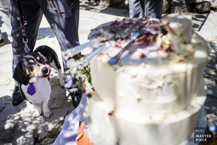 Photo by: <a href="https://www.wpja.com/contests/2019-v07/best-wedding-photographers/2498866">Corrine Ponsen - Maarssen Utrecht</a> Cannes wedding photo of dog after the cutting of the wedding cake