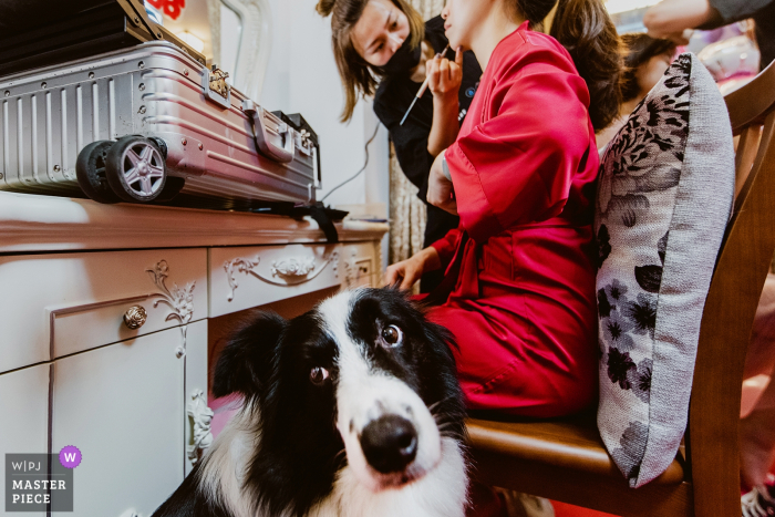 Photo by: <a href="https://www.wpja.com/contests/2019-v07/best-wedding-photographers/2505566">Kai Xiao - Sanming </a> A dog looks past the camera as he sits next to the bride while she gets her makeup done in Fuzhou in this image captured by a Fujian, China wedding photographer.